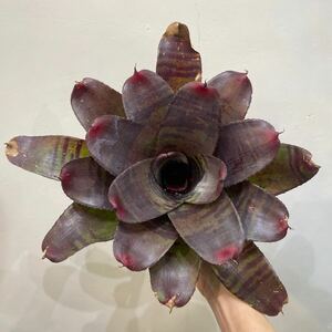 ［Pof］Neoregelia 'Touchdown' ネオレゲリア・タッチダウン