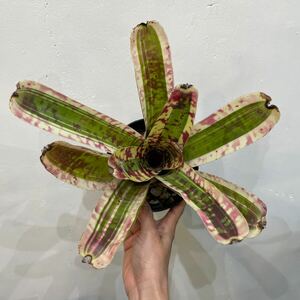 ［Pof］Neoregelia marmorata variegata ネオレゲリア・マルモラータ・斑入り