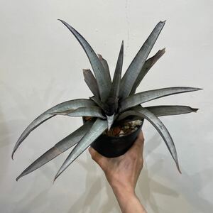 [Pof]Tillandsia mima var. mimati Ran jia*mima*mima