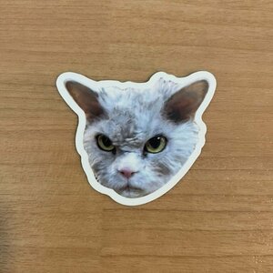 【即日発送】猫ミーム ステッカー 1枚 シール オコ
