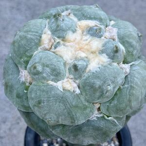 18. series celadon ..* cactus succulent plant 