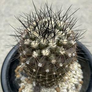 7 コピアポア マリティマ Copiapoa maritima 実生・サボテン 多肉植物 マリチマ マリテマ