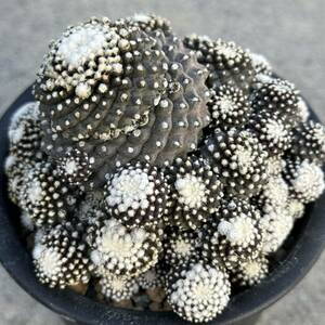 19 コピアポア テヌイシマ 魚鱗玉 Copiapoa Tenuissima・サボテン 多肉植物 