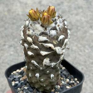 26 コピアポア ヒポガエア Copiapoa hypogaea 実生・サボテン 多肉植物 