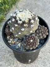 1 コピアポア ヒポガエア Copiapoa hypogaea 実生・サボテン 多肉植物 _画像8