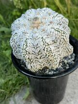 13 スーパー兜 アロータイプ 台付き・サボテン 多肉植物 _画像9