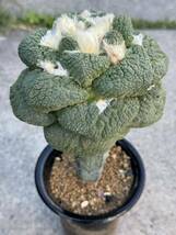 17 玉ゴジラ ・サボテン 多肉植物 _画像4