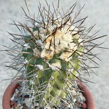 12 コピアポア モンタナ Copiapoa montana カキコ自根・サボテン 多肉植物 _画像1