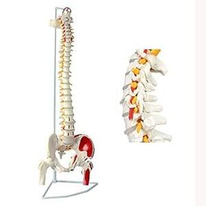timiland 脊椎 模型 可動式 脊椎骨盤模型 人体模型 実物大 脊柱模型，筋の起始・停止部を着色 - 脊柱可動型モデル，大腿