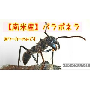 パラポネラ　ワーカー5匹【※女王蟻は居ません】