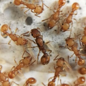 【とても綺麗な蟻】キイロオオシワアリ　女王蟻1匹+ワーカー約30匹くらい+幼虫＋卵 ④