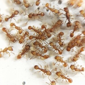 【とても綺麗な蟻】キイロオオシワアリ 女王蟻1匹+ワーカー約30匹くらい+幼虫＋卵 ④の画像2