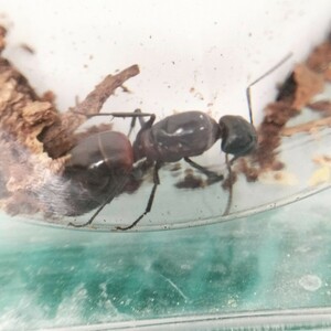 ムネアカオオアリ　新女王蟻1匹+卵＋幼虫　②