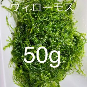 ★国産★無農薬★ウィローモス★50g ★めだか★産卵床★水草★送料無料