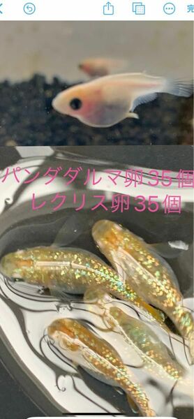 セット レクリスめだか卵35個. パンダダルマめだか卵35個