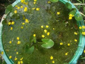 食虫植物　3点(種)セット