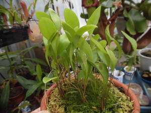 食虫植物 ウトリキュラリア アルピナ x フンボルテイ 大 