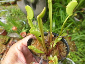 食虫植物 デオネア 2株植