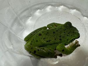 088 モリアオガエル 模様少なめ 細かいブラック 約6cm 神奈川県産 オスメス不明 カエル蛙かえる生体