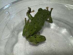 007 モリアオガエル ♂ 約55mm カエルかえる蛙生体 即決価格