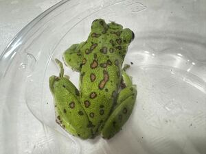 010 Moria Frog Full Orange Spot около 6 см, вероятно, ♂ быстрые цены Frog