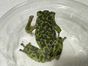 021mo rear oga L * male male full spot back black group . hand pair is Gold spot frog .... approximately 7cm