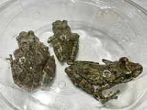 038 カジカガエル 3匹 オスメス不明 即決価格 神奈川県産 カエル蛙かえる生体_画像2