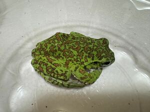 045 極美 モリアオガエル ゴールド系 神奈川県産 かえるカエル蛙生体 約6c