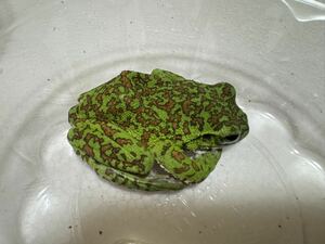 045 極美 モリアオガエル ゴールド系 神奈川県産 かえるカエル蛙生体 約6cm オスメス不明【発泡スチロール発送】