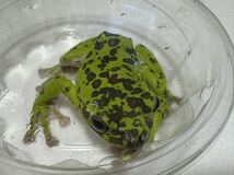 049 モリアオガエル 約8cm 雌メス♀ 神奈川県産 かえるカエル蛙生体_画像2