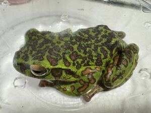 055 beautiful individual mo rear oga Hermes female * approximately 8cm gold group full spot prompt decision price frog .... organism Kanagawa prefecture production 