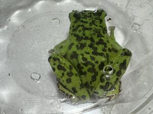 064 モリアオガエル フルスポット 約6cm 即決価格 オスメス不明 神奈川県産 かえるカエル蛙生体