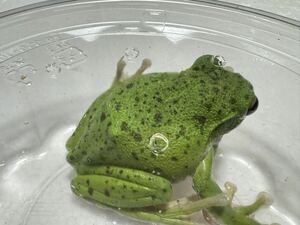 067 モリアオガエル おそらく雄♂オス 約6cm 神奈川県産 カエル蛙かえる生体