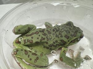 074 モリアオガエル ♀メス雌 大きめ約8cm ゴールドスポット 神奈川県産 生体 かえる カエル 蛙
