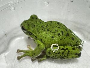 076 モリアオガエル ♂オス雄 約6cm 即決価格 細かいドット模様 黒系 神奈川県産 かえるカエル蛙生体