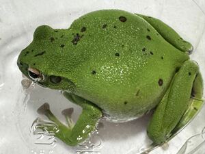 080 モリアオガエル 約75mm おそらく雌♀メス ゴールド系スポット少なめ 神奈川県産 即決価格 カエル蛙かえる生体