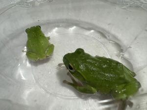 103 Schlegel's green tree frog kibosi entering pair male female 1 pcs at a time prompt decision price total 2 pcs frog . organism Kanagawa prefecture production 