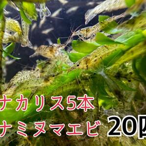 送料無料 離れ島不可 ミナミヌマエビ20匹＋α死着保証分とアナカリス5本セット即決価格 淡水エビ 餌 水草 コケ取り川エビの画像1