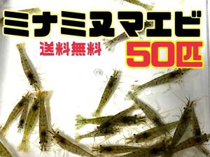 送料込み 離れ島不可 ミナミヌマエビ50匹＋α死着保証分とアナカリス5本セット即決価格 淡水エビ 餌 水草 コケ取り