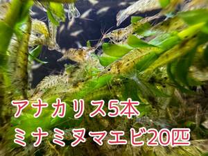 送料無料 離れ島不可 ミナミヌマエビ20匹＋α死着保証分とアナカリス5本セット即決価格 川エビ 淡水エビ 餌 水草 コケ取り