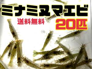 送料込 ミナミヌマエビ20匹＋α死着保証分とアナカリス5本セット即決価格 離れ島不可 水草 淡水エビ 淡水魚餌