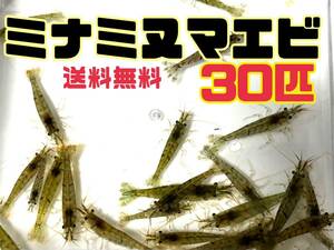 送料無料 ミナミヌマエビ30匹＋α死着保証分とアナカリス5本セット即決価格 川エビ 淡水エビ 餌 水草 離れ島不可