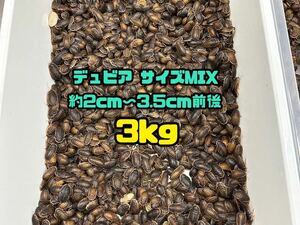 デュビア サイズMIX 約2〜3.5cm前後 3kg