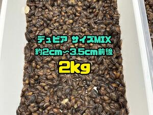 デュビア サイズMIX 約2〜3.5cm前後 2kg