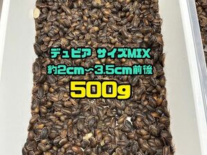 デュビア サイズMIX 約2〜3.5cm前後 500g