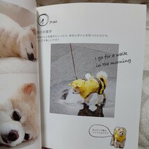 【断捨離】俊介ころころ ～ツイッター犬 俊介のまいにち～_画像7