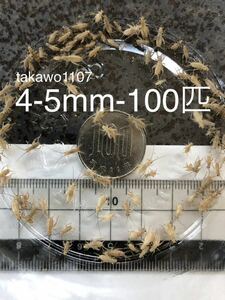 4~5㎜100匹＋20% ヨーロッパイエコオロギ●フタホシコオロギ より丈夫で管理しやすく 臭い少なめ。