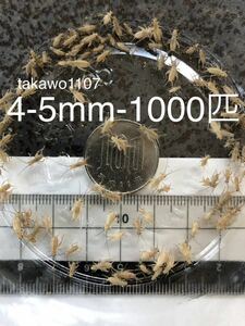 4~5㎜1000匹＋20% ヨーロッパイエコオロギ●フタホシコオロギ より丈夫で管理しやすく 臭い少なめ。