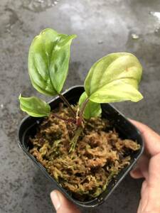 Homalomena sp. Pulau Sumatra ホマロメナ