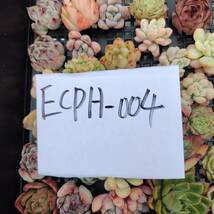 多肉植物ECPH-004 エケベリア　カット 寄植え-　千葉MS基地 _画像3